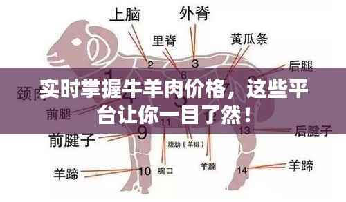 实时掌握牛羊肉价格,这些平台让你一目了然!