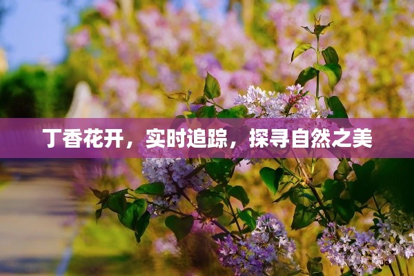 丁香花开,实时追踪,探寻自然之美