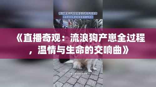 《直播奇观:流浪狗产崽全过程,温情与生命的交响曲》