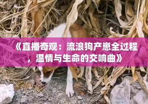 《直播奇观:流浪狗产崽全过程,温情与生命的交响曲》