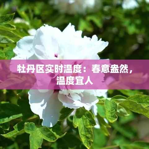 牡丹区实时温度:春意盎然,温度宜人