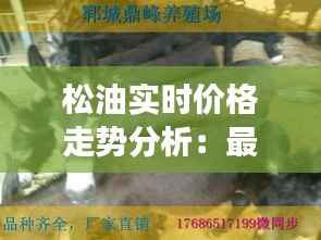 松油实时价格走势分析:最新动态与趋势解读