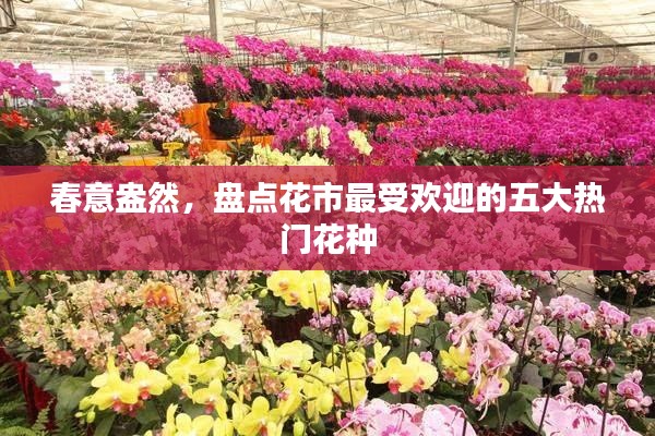 春意盎然，盘点花市最受欢迎的五大热门花种
