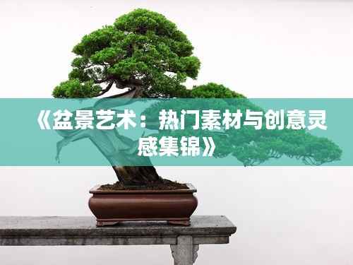 《盆景艺术：热门素材与创意灵感集锦》