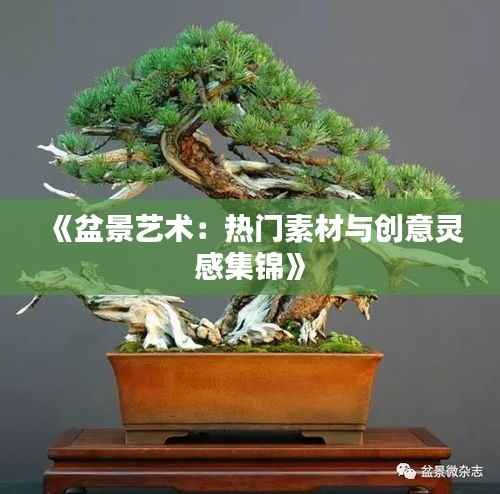 《盆景艺术:热门素材与创意灵感集锦》