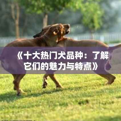 《十大热门犬品种:了解它们的魅力与特点》