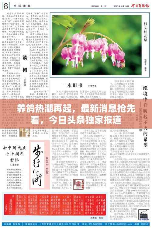 养鸽热潮再起,最新消息抢先看,今日头条独家报道