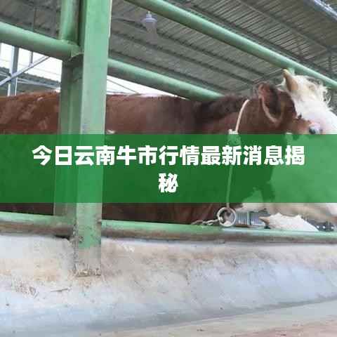 今日云南牛市行情最新消息揭秘