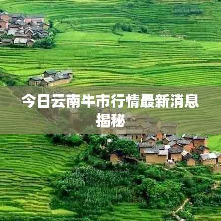 今日云南牛市行情最新消息揭秘