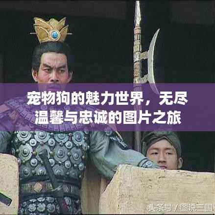 宠物狗的魅力世界,无尽温馨与忠诚的图片之旅