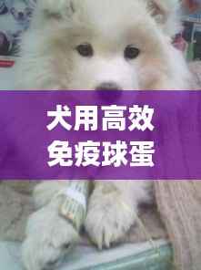 犬用高效免疫球蛋白:狗用免疫球蛋白多少钱