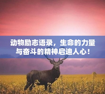 动物励志语录，生命的力量与奋斗的精神启迪人心！