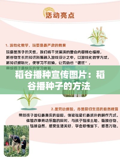 稻谷播种宣传图片:稻谷播种子的方法