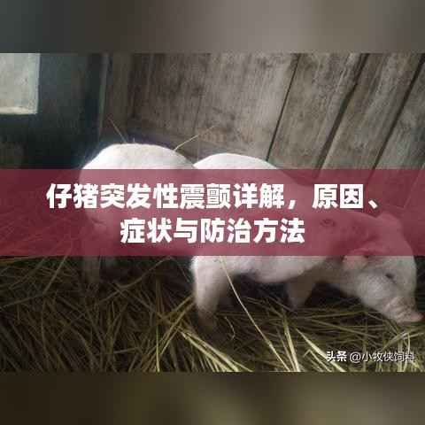 仔猪突发性震颤详解,原因、症状与防治方法