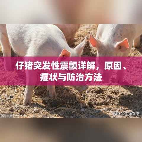 仔猪突发性震颤详解,原因、症状与防治方法