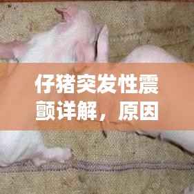 仔猪突发性震颤详解,原因、症状与防治方法