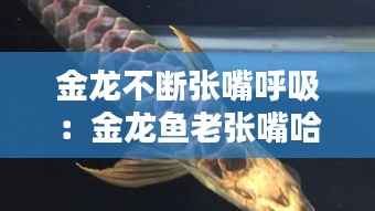 金龙不断张嘴呼吸:金龙鱼老张嘴哈气