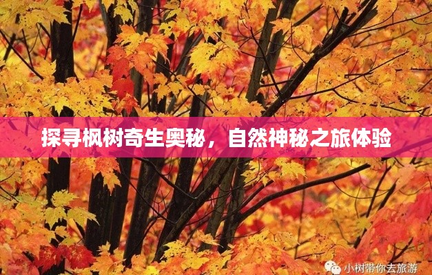 探寻枫树奇生奥秘,自然神秘之旅体验