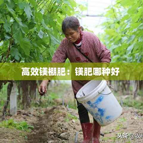 高效镁棚肥：镁肥哪种好 