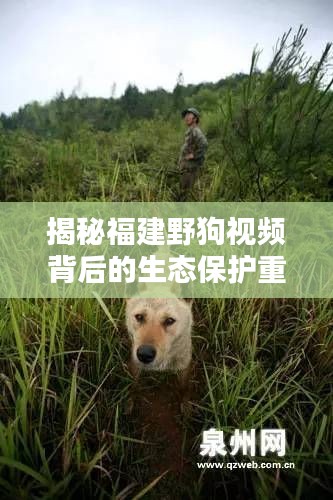 揭秘福建野狗视频背后的生态保护重要性