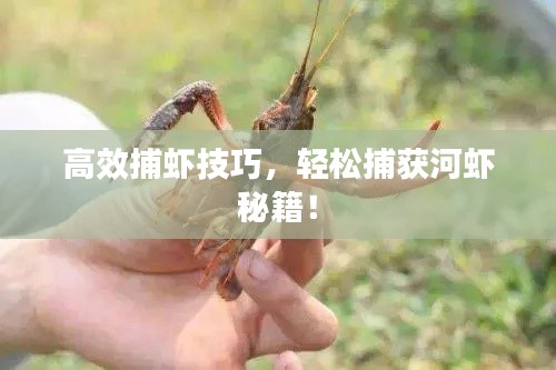 高效捕虾技巧,轻松捕获河虾秘籍!