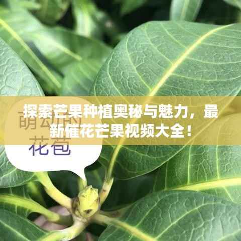 探索芒果种植奥秘与魅力,最新催花芒果视频大全!