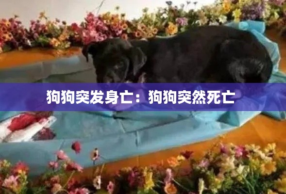 狗狗突发身亡:狗狗突然死亡