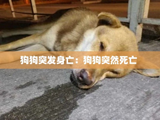 狗狗突发身亡:狗狗突然死亡
