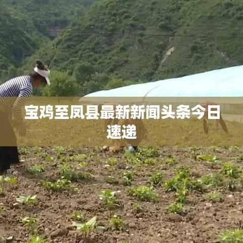 宝鸡至凤县最新新闻头条今日速递