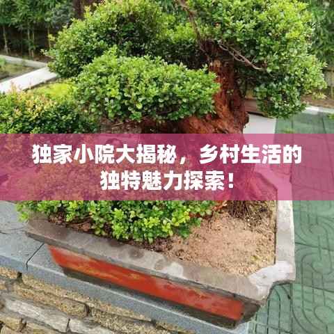 独家小院大揭秘,乡村生活的独特魅力探索!