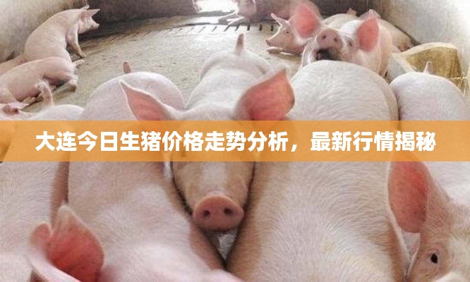 大连今日生猪价格走势分析,最新行情揭秘
