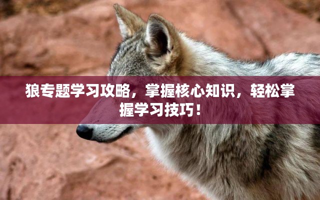 狼专题学习攻略,掌握核心知识,轻松掌握学习技巧!