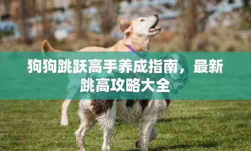 狗狗跳跃高手养成指南,最新跳高攻略大全