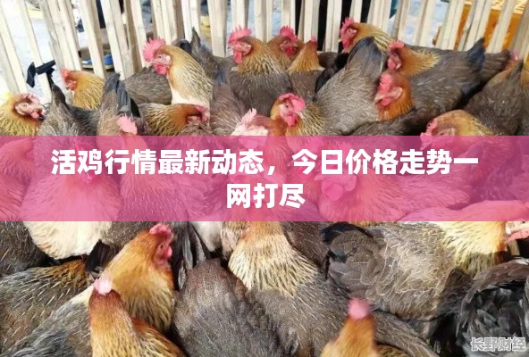 活鸡行情最新动态,今日价格走势一网打尽