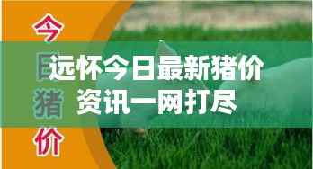 远怀今日最新猪价资讯一网打尽
