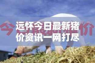 远怀今日最新猪价资讯一网打尽