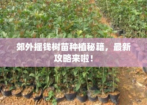 郊外摇钱树苗种植秘籍,最新攻略来啦!