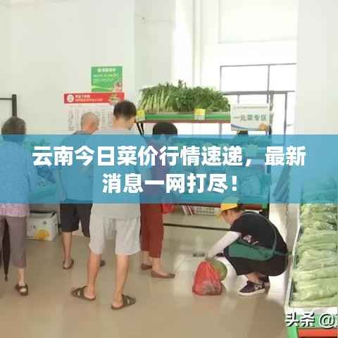 云南今日菜价行情速递，最新消息一网打尽！