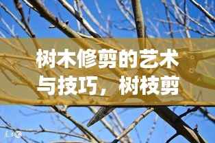 树木修剪的艺术与技巧，树枝剪不断的精妙之处视频展示