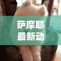 萨摩耶最新动态,今日头条独家报道