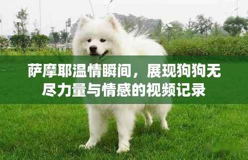 萨摩耶温情瞬间，展现狗狗无尽力量与情感的视频记录