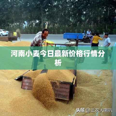 河南小麦今日最新价格行情分析