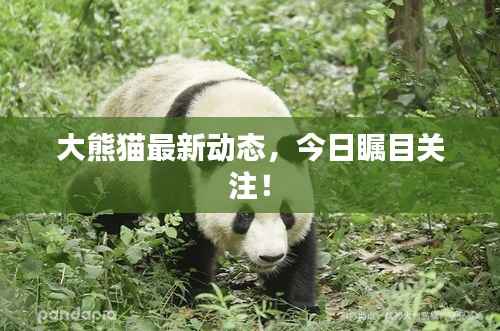 大熊猫最新动态，今日瞩目关注！