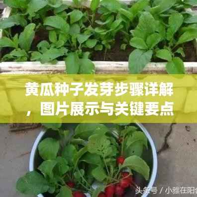 黄瓜种子发芽步骤详解,图片展示与关键要点解析