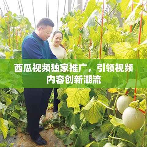 西瓜视频独家推广,引领视频内容创新潮流