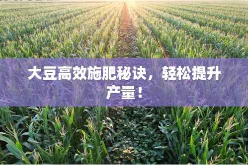 大豆高效施肥秘诀,轻松提升产量!