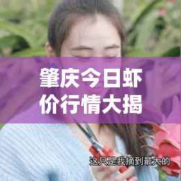 肇庆今日虾价行情大揭秘,最新报告更新