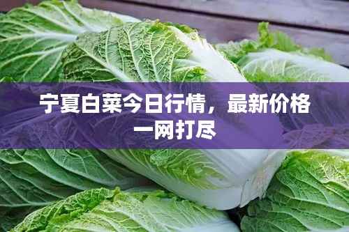 宁夏白菜今日行情,最新价格一网打尽