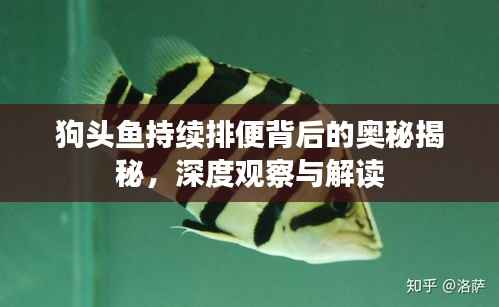 狗头鱼持续排便背后的奥秘揭秘，深度观察与解读