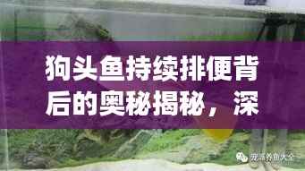 狗头鱼持续排便背后的奥秘揭秘,深度观察与解读